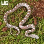 Baby Cinder Cornsnakes (Pantherophis guttatus) For Sale - Underground Reptiles
