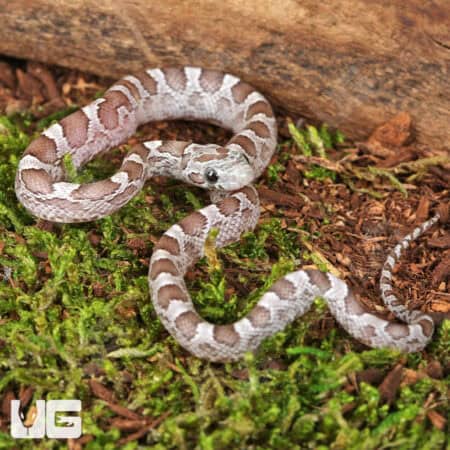 Baby Cinder Cornsnakes (Pantherophis guttatus) For Sale - Underground Reptiles