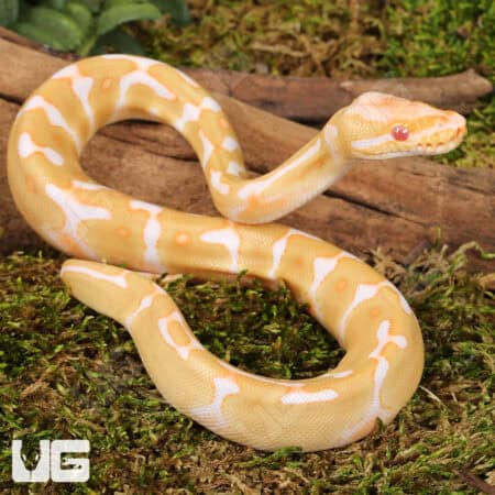Baby Enchi Albino Ball Pythons For Sale - Underground Reptiles