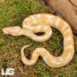 Baby Enchi Albino Ball Pythons For Sale - Underground Reptiles