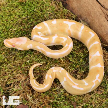 Baby Enchi Albino Ball Pythons For Sale - Underground Reptiles