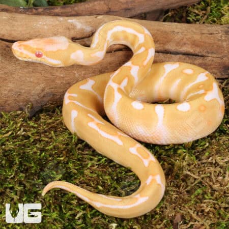 Baby Enchi Albino Ball Pythons For Sale - Underground Reptiles