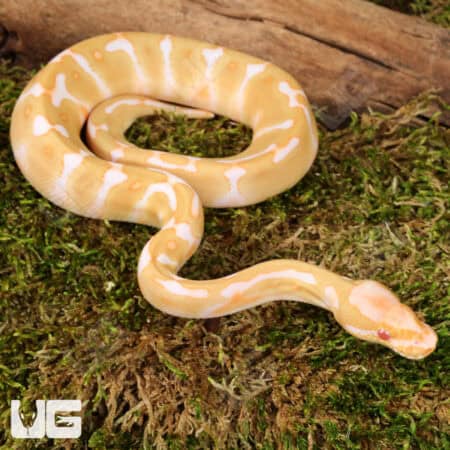 Baby Enchi Albino Ball Pythons For Sale - Underground Reptiles