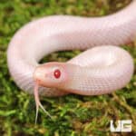 Baby Hypo Lavender White Sided Florida Kingsnake For Sale - Underground Reptiles
