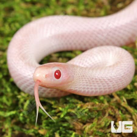 Baby Hypo Lavender White Sided Florida Kingsnake For Sale - Underground Reptiles