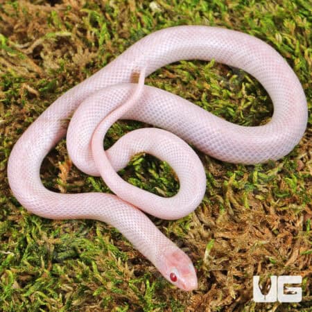 Baby Hypo Lavender White Sided Florida Kingsnake For Sale - Underground Reptiles