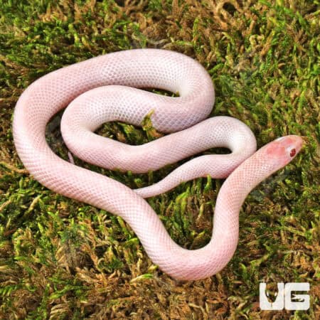 Baby Hypo Lavender White Sided Florida Kingsnake For Sale - Underground Reptiles