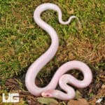 Baby Hypo Lavender White Sided Florida Kingsnake For Sale - Underground Reptiles