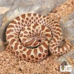 Baby Western Hognose Snakes For Sale - Underground Reptiles