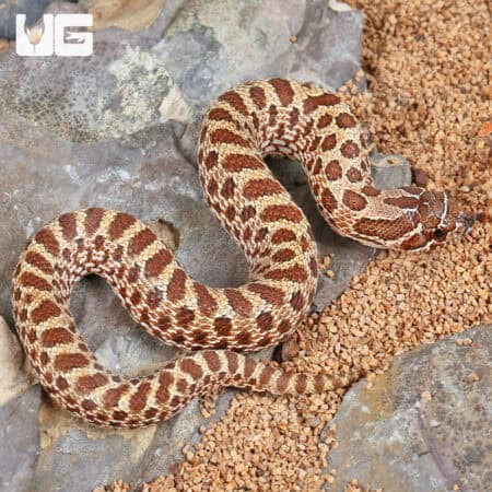 Baby Western Hognose Snakes For Sale - Underground Reptiles