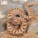 Baby Western Hognose Snakes For Sale - Underground Reptiles