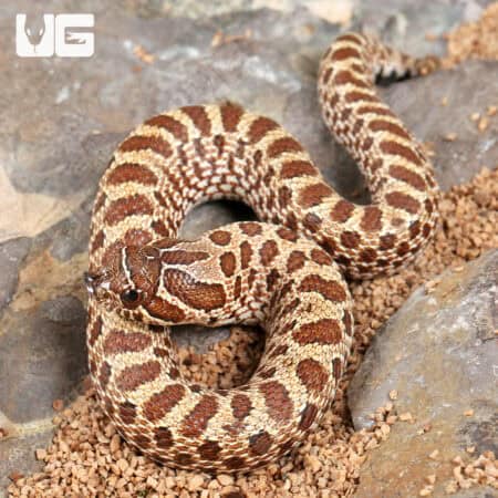 Baby Western Hognose Snakes For Sale - Underground Reptiles