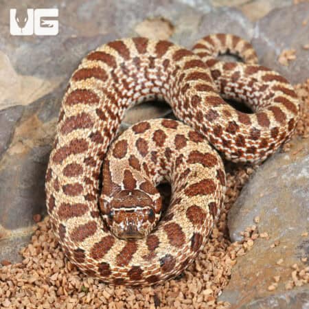 Baby Western Hognose Snakes For Sale - Underground Reptiles