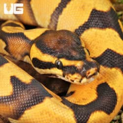 Baby Orange Dream Enchi Ball Python For Sale - Underground Reptiles
