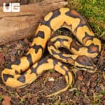 Baby Orange Dream Enchi Ball Python For Sale - Underground Reptiles