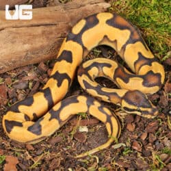 Baby Orange Dream Enchi Ball Python For Sale - Underground Reptiles