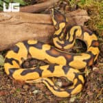 Baby Orange Dream Enchi Ball Python For Sale - Underground Reptiles