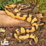 Baby Orange Dream Enchi Ball Python For Sale - Underground Reptiles