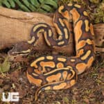 Baby Orange Dream Enchi Cinnamon Calico Het Pied Ball Pythons For Sale - Underground Reptiles