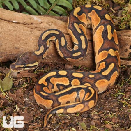 Baby Orange Dream Enchi Cinnamon Calico Het Pied Ball Pythons For Sale - Underground Reptiles