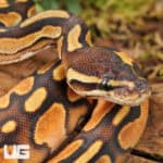 Baby Orange Dream Enchi Cinnamon Calico Het Pied Ball Pythons For Sale - Underground Reptiles