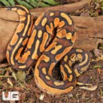 Baby Orange Dream Enchi Cinnamon Calico Het Pied Ball Pythons For Sale - Underground Reptiles