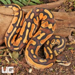 Baby Orange Dream Enchi Cinnamon Calico Het Pied Ball Pythons For Sale - Underground Reptiles