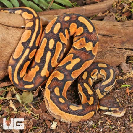 Baby Orange Dream Enchi Cinnamon Calico Het Pied Ball Pythons For Sale - Underground Reptiles