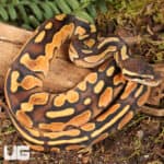 Baby Orange Dream Enchi Cinnamon Calico Het Pied Ball Pythons For Sale - Underground Reptiles