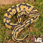 Baby Orange Dream Fire Ball Pythons For Sale - Underground Reptiles