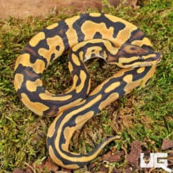 Baby Orange Dream Fire Ball Pythons For Sale - Underground Reptiles