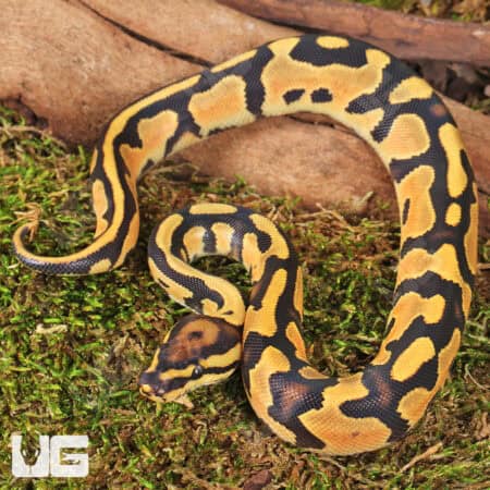 Baby Orange Dream Fire Ball Pythons For Sale - Underground Reptiles