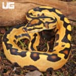 Baby Orange Dream Fire Leopard Blade Ball Python For Sale - Underground Reptiles