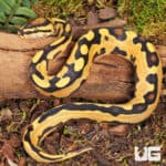 Baby Orange Dream Fire Leopard Blade Ball Python For Sale - Underground Reptiles