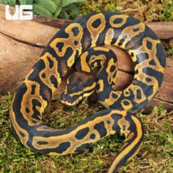 Baby Orange Dream Leopard Ball Pythons For Sale - Underground Reptiles