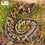 Baby Orange Dream Leopard Ball Pythons For Sale - Underground Reptiles