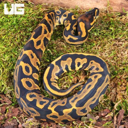 Baby Orange Dream Leopard Ball Pythons For Sale - Underground Reptiles