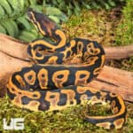 Baby Orange Dream Leopard Blade Ball Pythons For Sale - Underground Reptiles