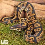 Baby Orange Dream Leopard Blade Ball Pythons For Sale - Underground Reptiles