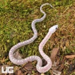Baby Ghost Scaleless Cornsnakes (Pantherophis guttatus) For Sale - Underground Reptiles