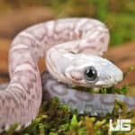 Baby Ghost Scaleless Cornsnakes (Pantherophis guttatus) For Sale - Underground Reptiles