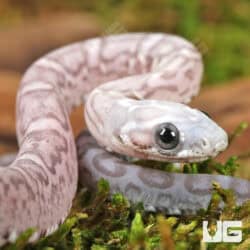Baby Ghost Scaleless Cornsnakes (Pantherophis guttatus) For Sale - Underground Reptiles
