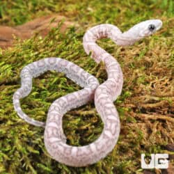 Baby Ghost Scaleless Cornsnakes (Pantherophis guttatus) For Sale - Underground Reptiles