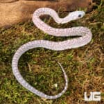 Baby Ghost Scaleless Cornsnakes (Pantherophis guttatus) For Sale - Underground Reptiles