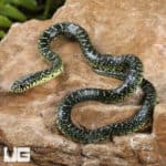 Baby Speckled Kingsnake For Sale - Underground Reptiles