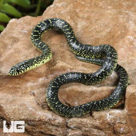 Baby Speckled Kingsnake For Sale - Underground Reptiles