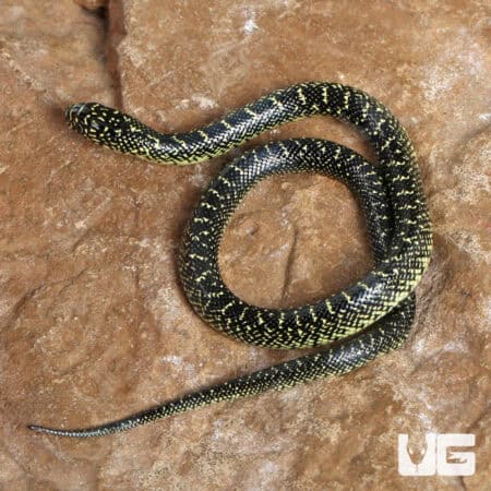 Baby Speckled Kingsnake For Sale - Underground Reptiles