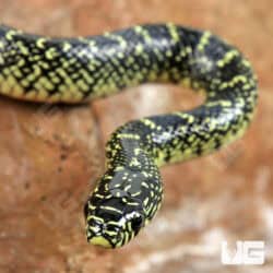 Baby Speckled Kingsnake For Sale - Underground Reptiles