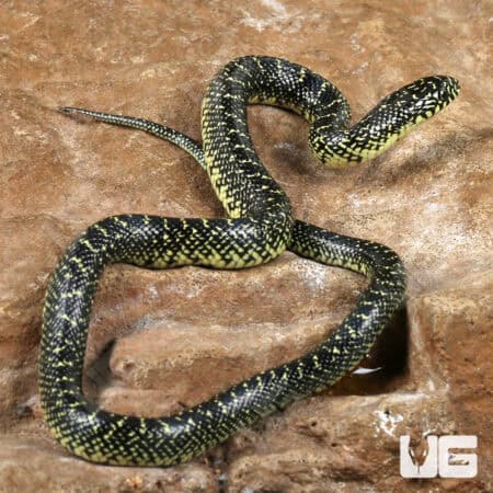 Baby Speckled Kingsnake For Sale - Underground Reptiles