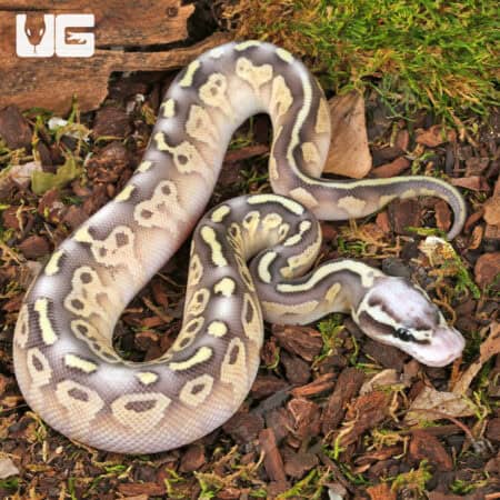 Baby Super Pastel Mojave Leopard Ball Pythons For Sale - Underground Reptiles